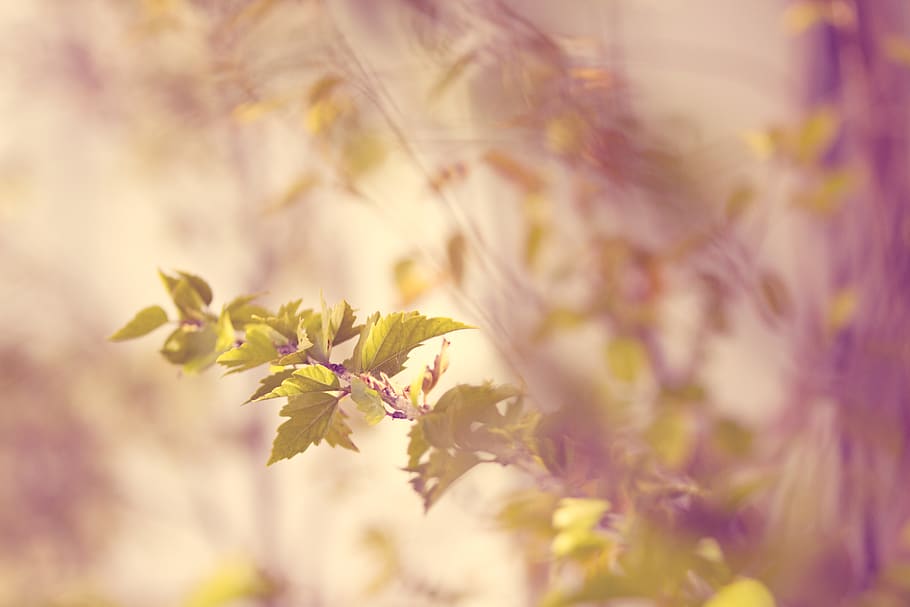 Green Leafed Tree, macro, plant, flowering plant, beauty in nature HD wallpaper