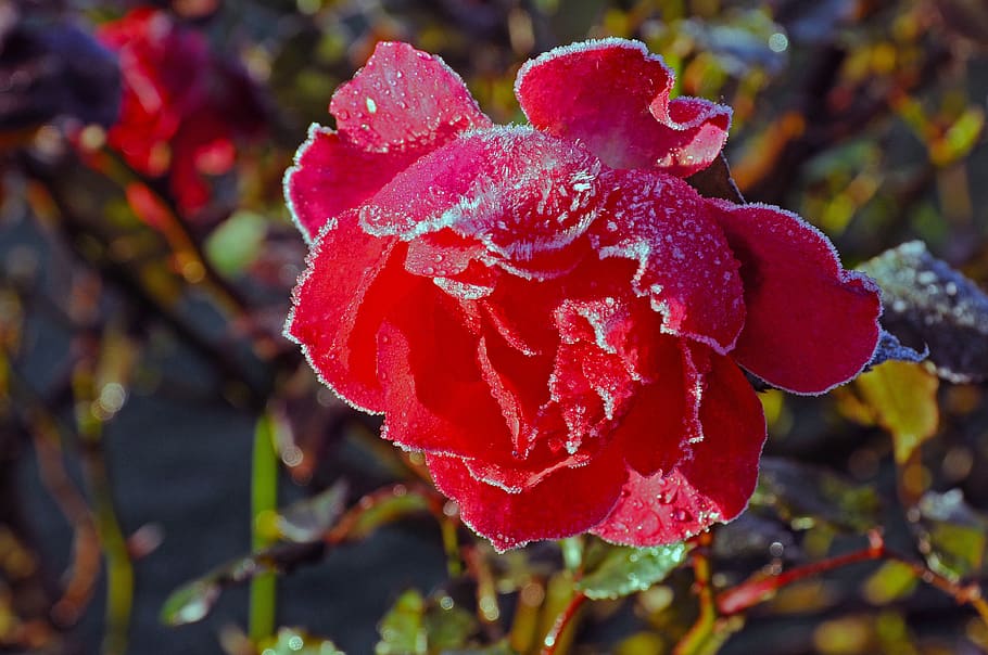 rose, blossom, bloom, hoarfrost, garden, floribunda, plant HD wallpaper