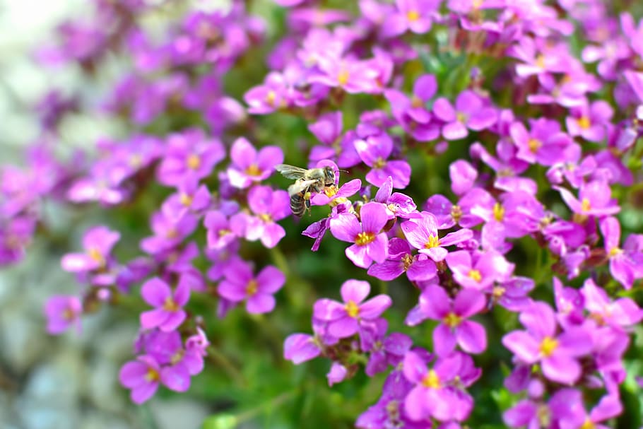 Selective Focus Photography of Purple Flowers, beautiful flowers HD wallpaper