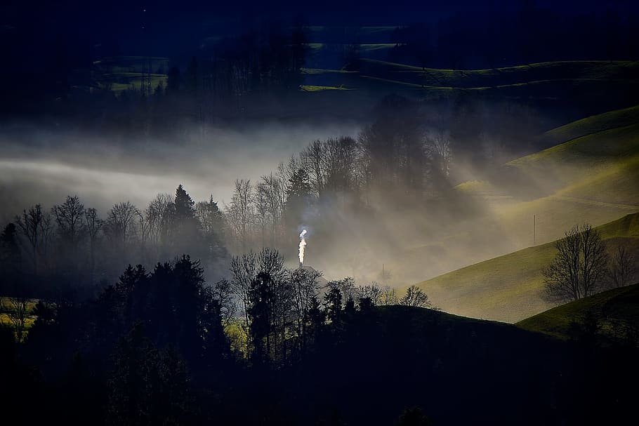 tree, forest, autumn, fog, smoke, light, landscape, background, HD wallpaper