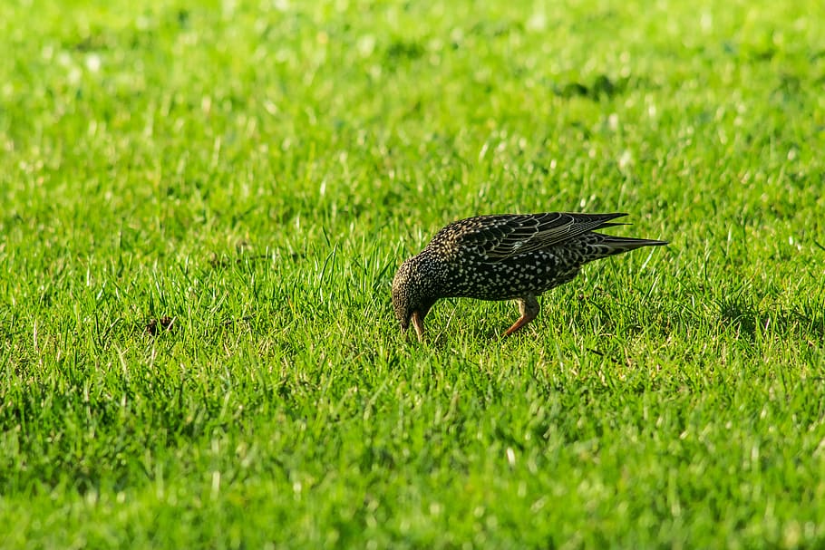 starling, bird, black, dots, krukowate, lawn, green, grass HD wallpaper