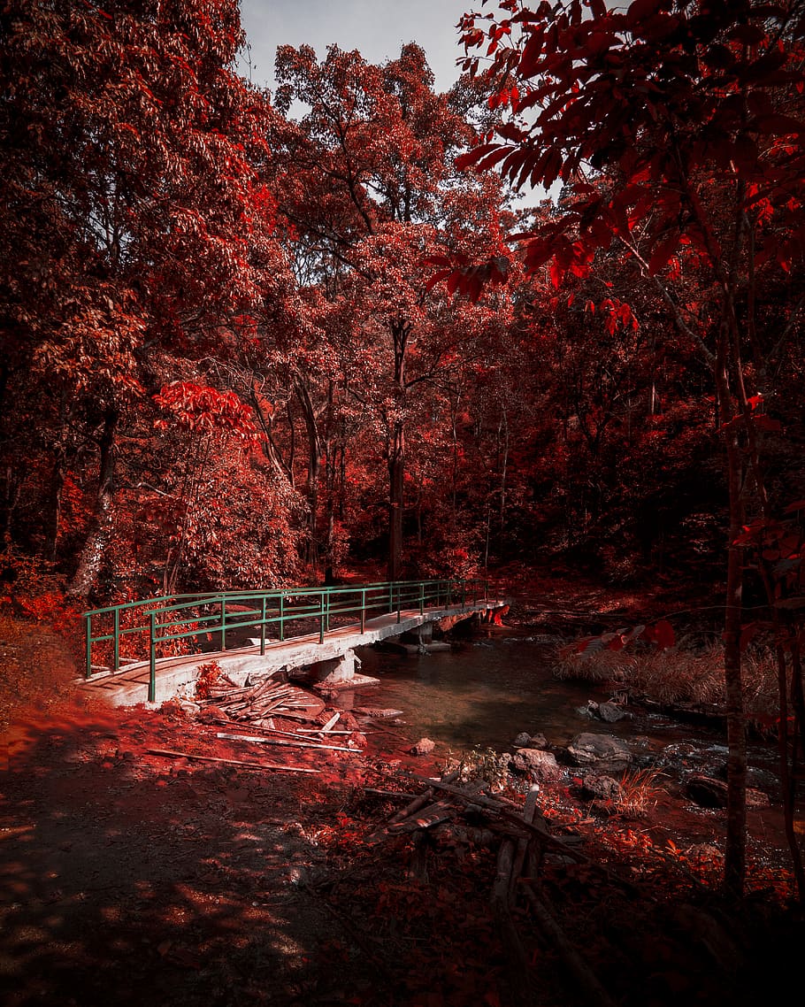 Bridge Between Red Leafed Trees, india, outdoorchallenge, plant HD wallpaper