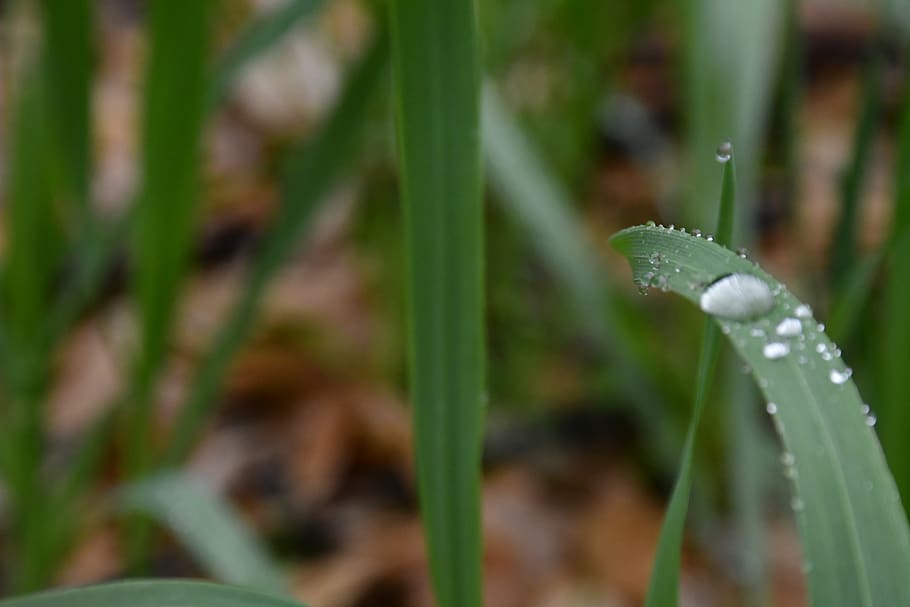 plant, growth, water, drop, beauty in nature, close-up, leaf HD wallpaper