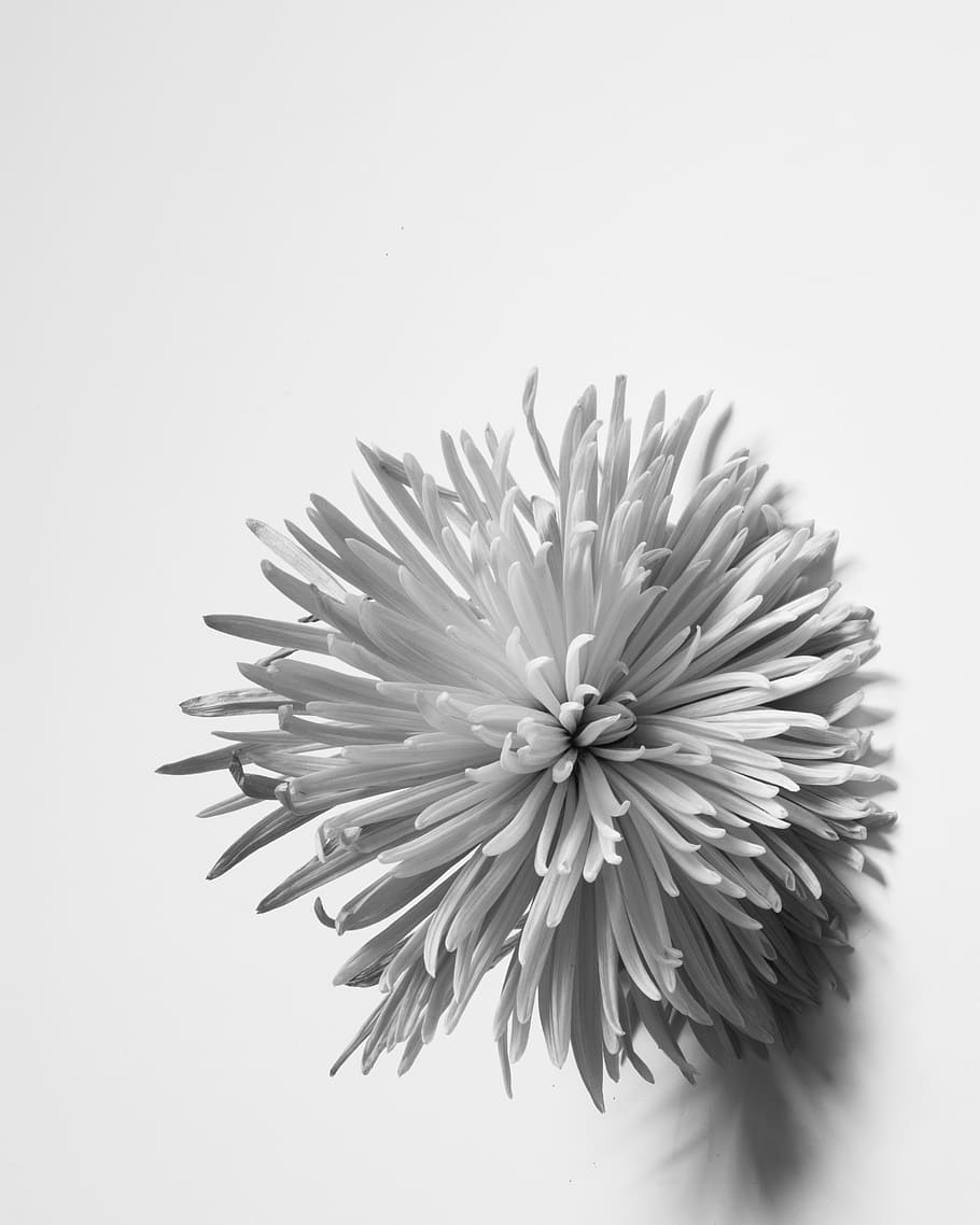 flower, shadow, studio shot, white background, flowering plant HD wallpaper