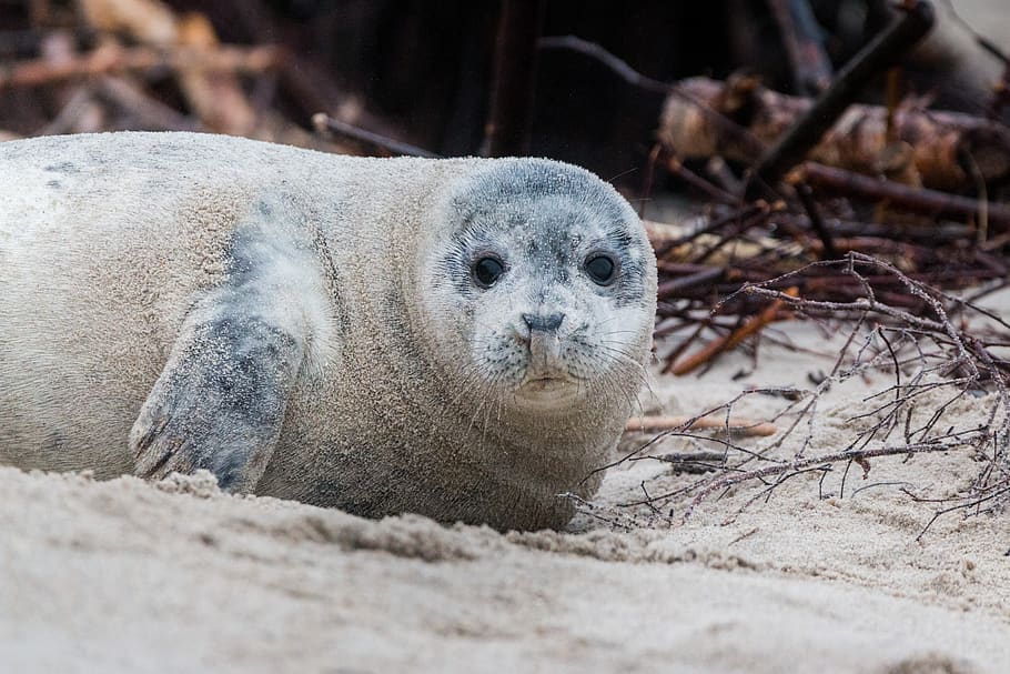 Brown Sealion on Sand, animal, beach, crawl, cute, dune, environment, HD wallpaper