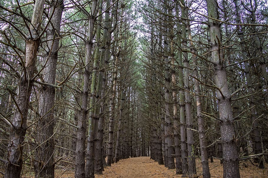 pines, pine trees, forest, secluded, quiet, landscape, woods HD wallpaper