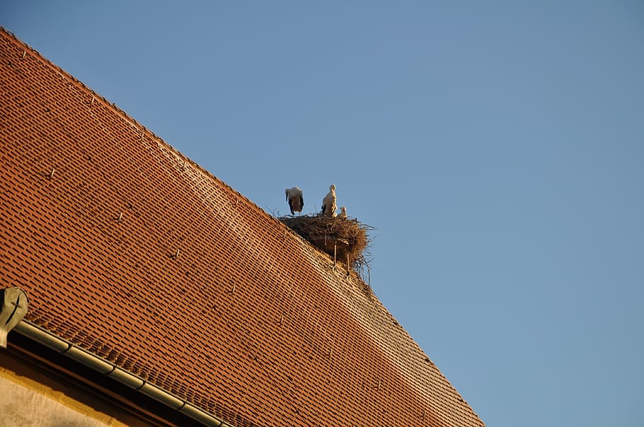 stork, sky, summer, nature, building, romantic, rest, roofs HD wallpaper