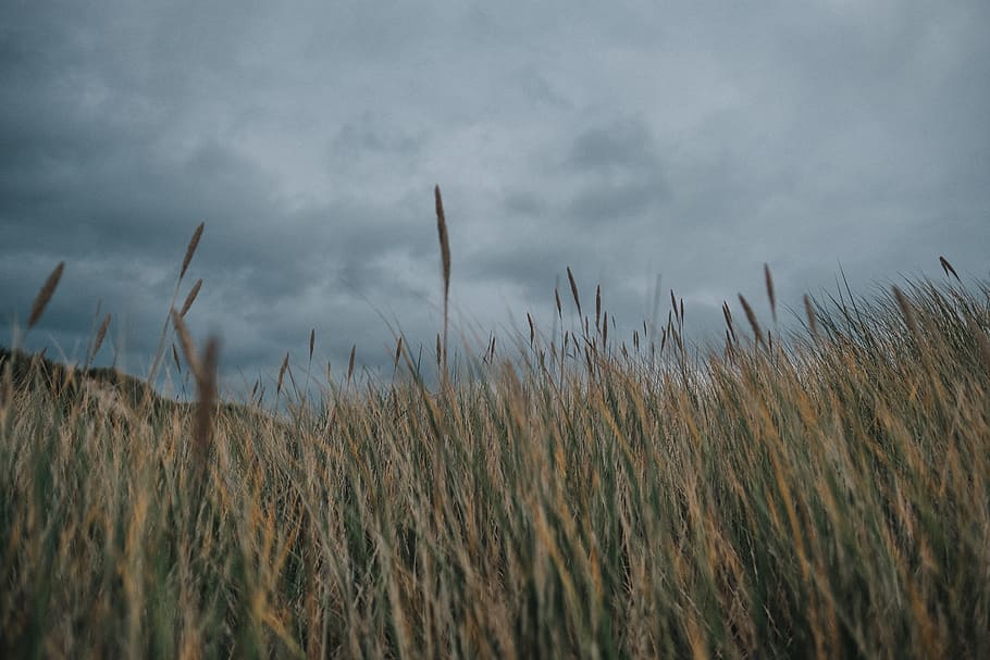 nature, autumn, grass, wild, sky, colors, grey, outdoor, cloud - sky HD wallpaper