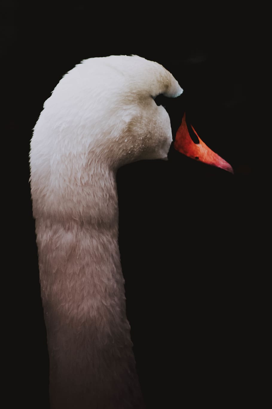Swan, bird, nature, white, portrait, dark, minimal, animal HD wallpaper
