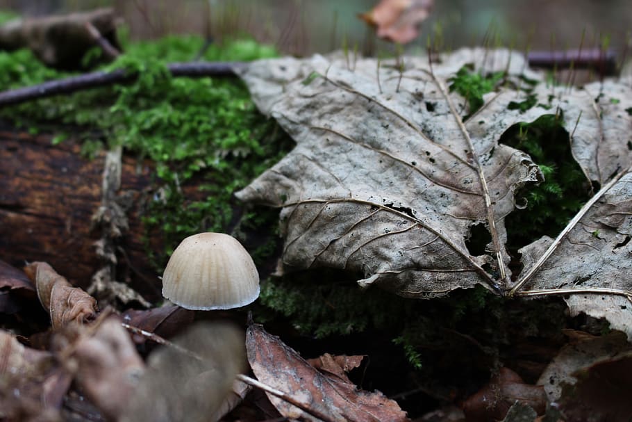 mushroom, forest, germany, brown, fall, leaf, plant part, fungus HD wallpaper