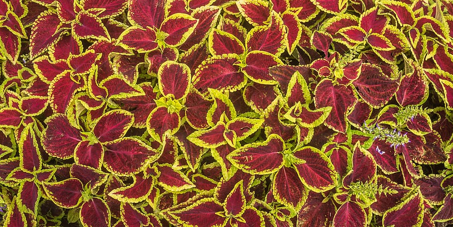 plants, nature, leaf, the leaves, colorful, pattern, full frame HD wallpaper