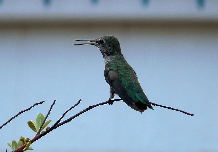 bird, beak, branch, animal, animal wildlife, animal themes HD wallpaper