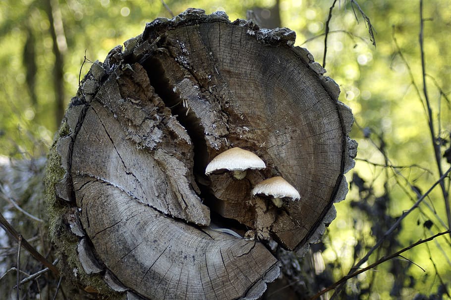 wood, tribe, mushroom, tree, log, nature, forest, like, timber industry HD wallpaper
