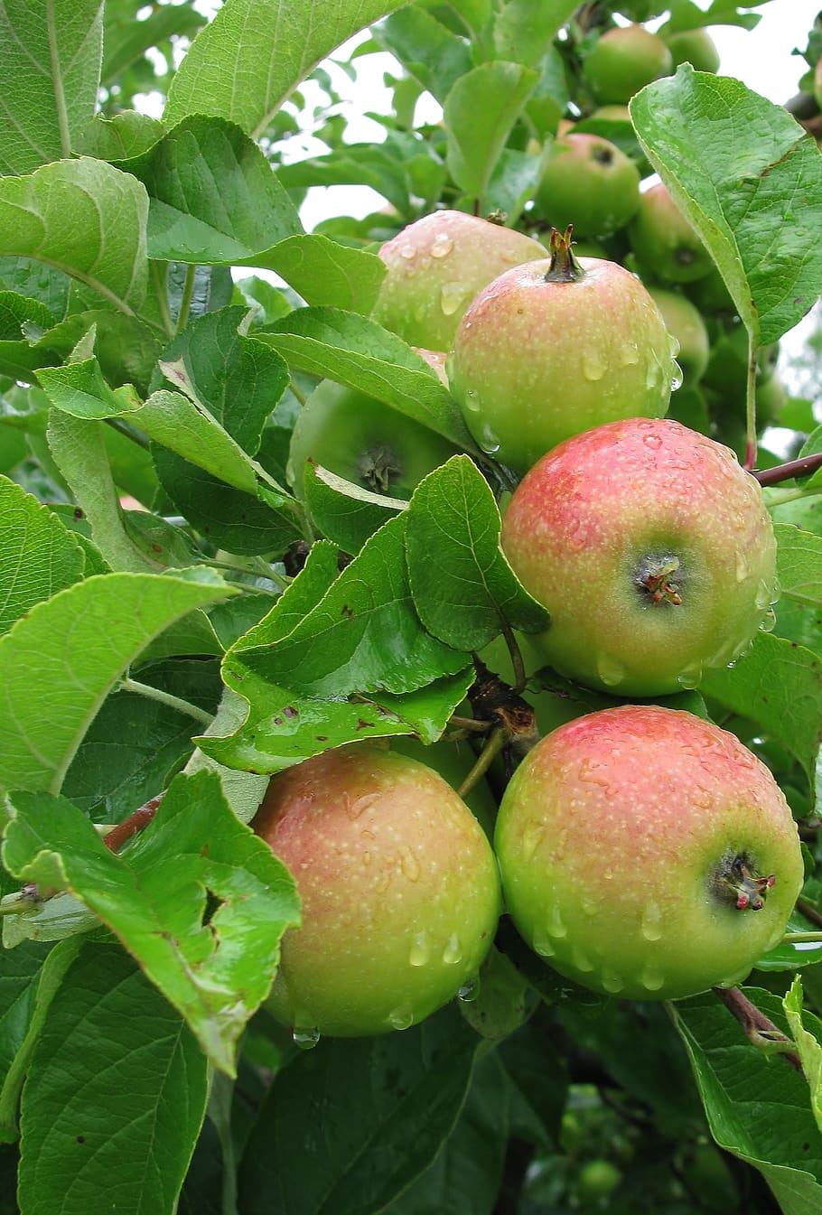 garden, apple tree, fruit, harvest, branch, leaf, healthy eating HD wallpaper