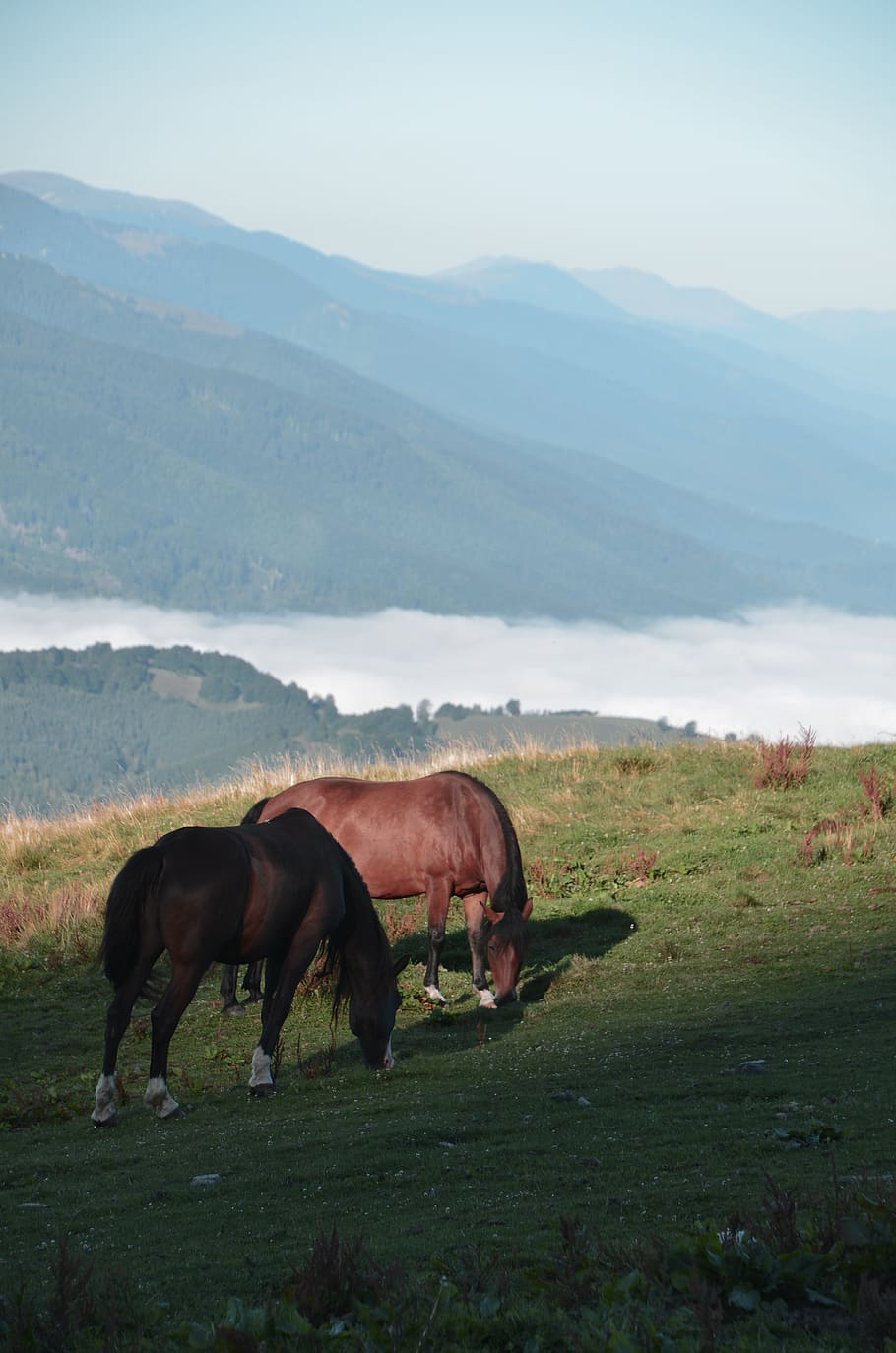 two horses pasturing in green grass, domestic animals, mammal HD wallpaper