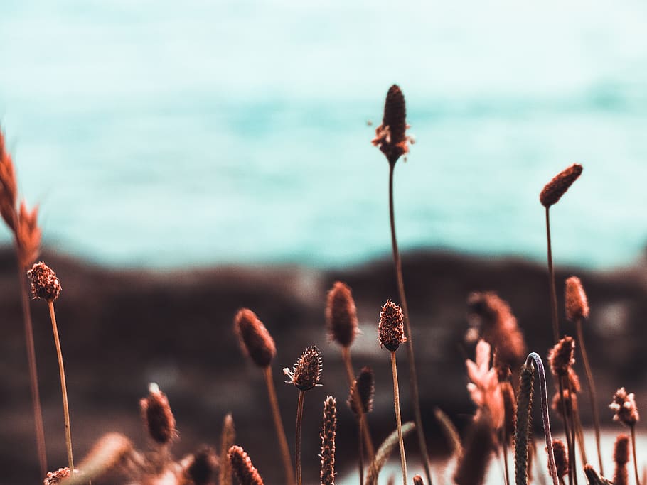 tilt shift photography of brown grass, plant, flora, reed, istria county, HD wallpaper
