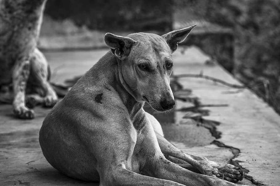 india, vadavi, black, white, dogs, rural, wildlife, monochrome HD wallpaper