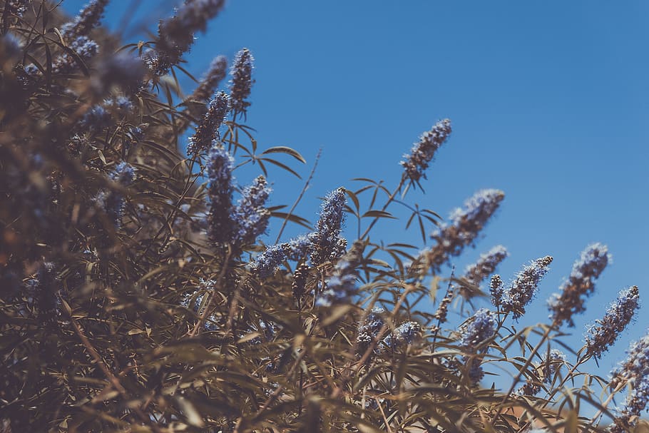 purple lavender plants, growth, nature, no people, sky, beauty in nature HD wallpaper