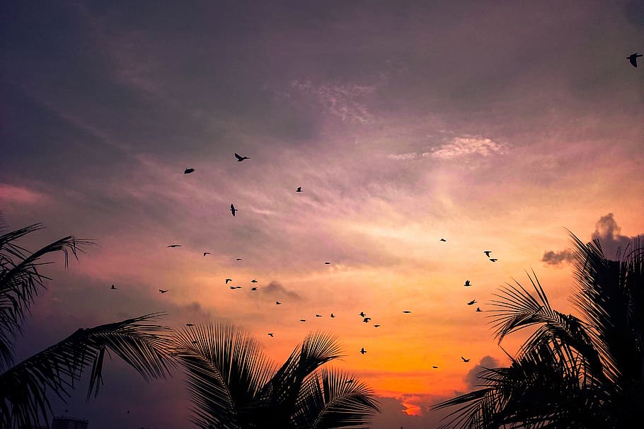 birds and trees, animal, flock, nature, outdoors, sky, dusk, red sky HD wallpaper