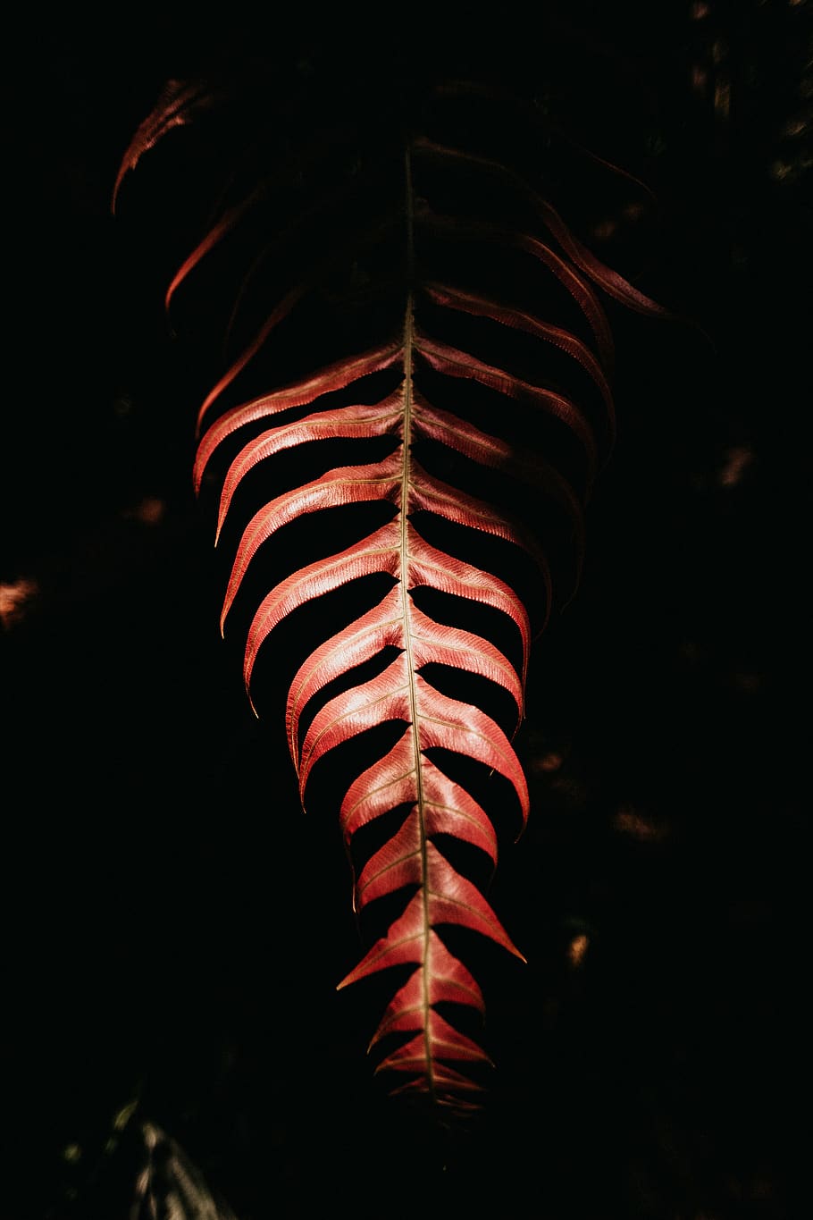 Hd Wallpaper Red Leaf On Black Background One Person Human Body Part Striped Wallpaper Flare