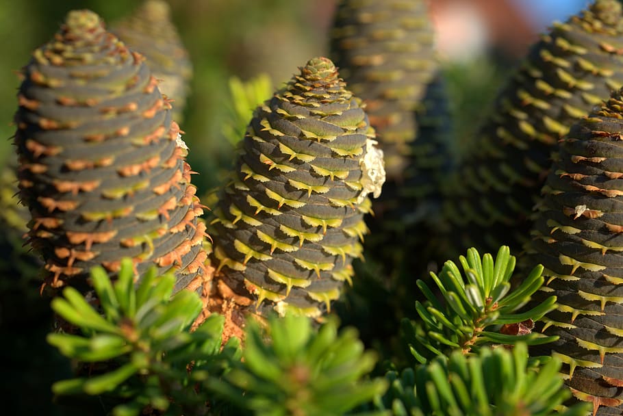 pine cones, fir tree, nature, tap, forest, evergreen, conifer HD wallpaper