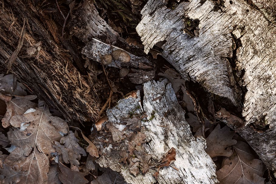 tree barks and dried leaves, plant, tree trunk, wood, rock, ground HD wallpaper