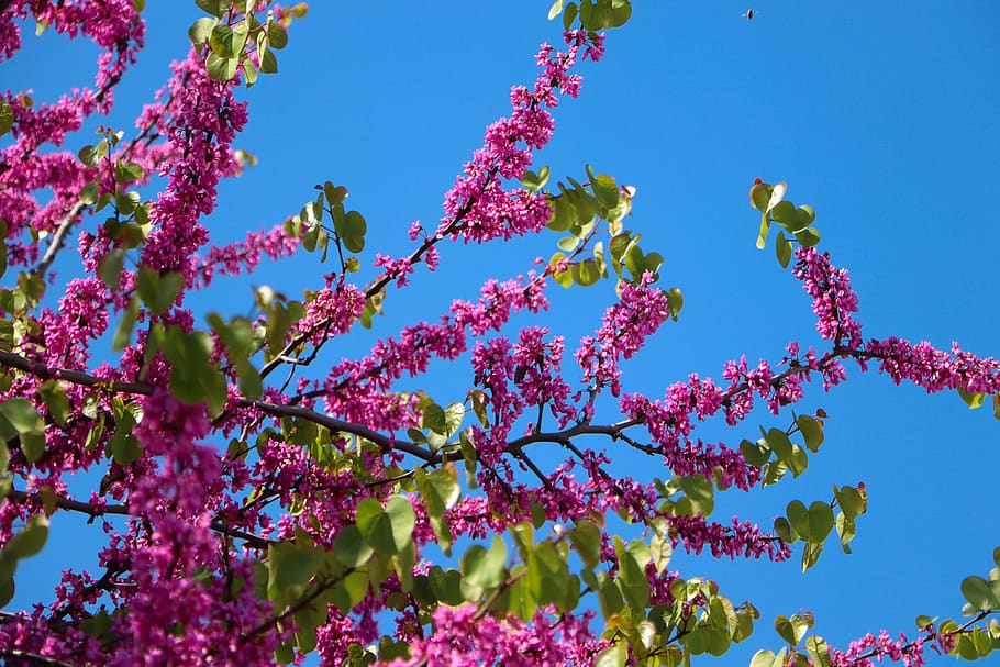 flower, judas tree, nature, spring, summer, pink, macro, romance, HD wallpaper
