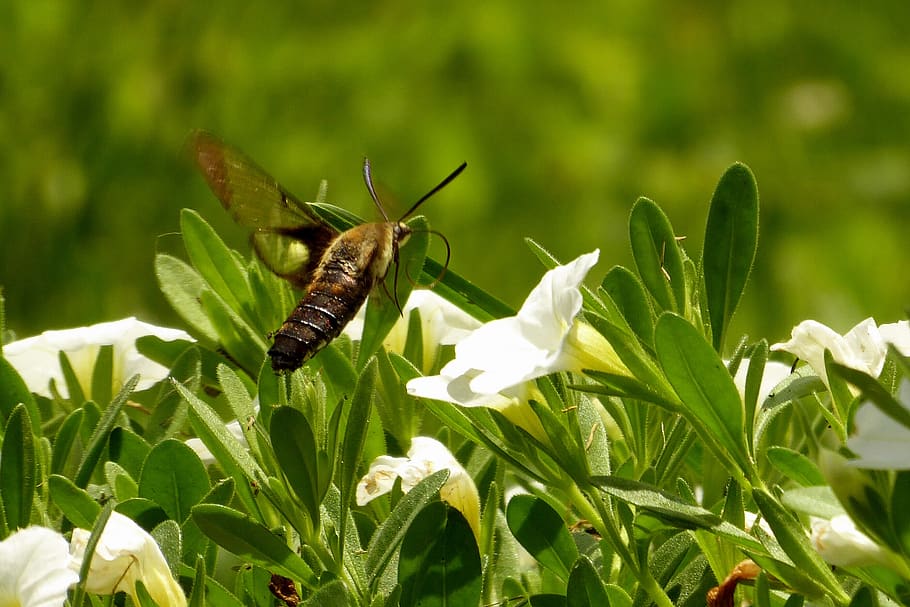 hummingbird moth, white, green, summer, grass, nectar, pollinator HD wallpaper