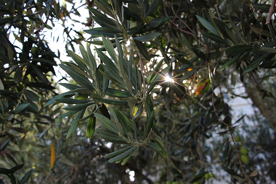 australia, brunswick, olives, sunrays, plant, growth, tree HD wallpaper