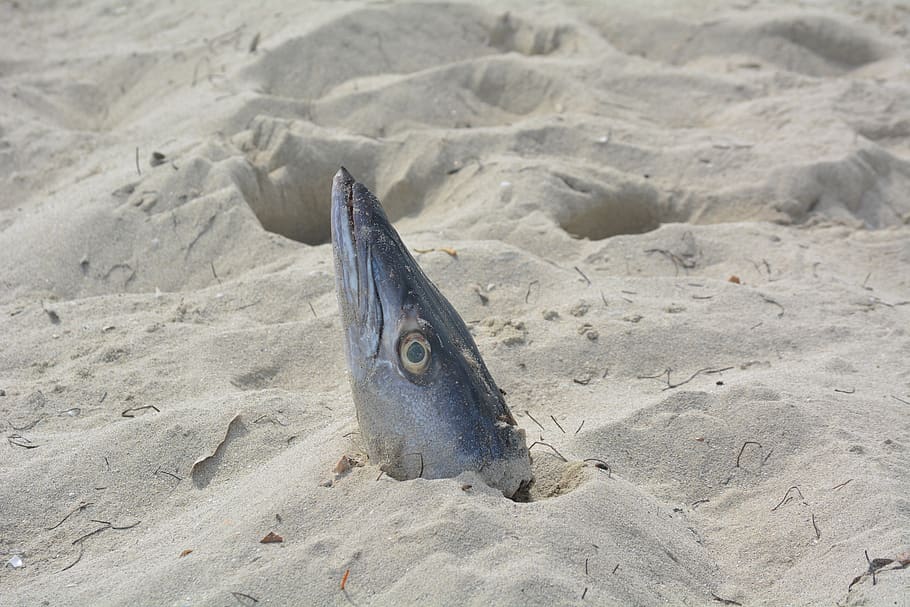 fish head, beach, cuba, sand, death, coast, aas, animal, land HD wallpaper