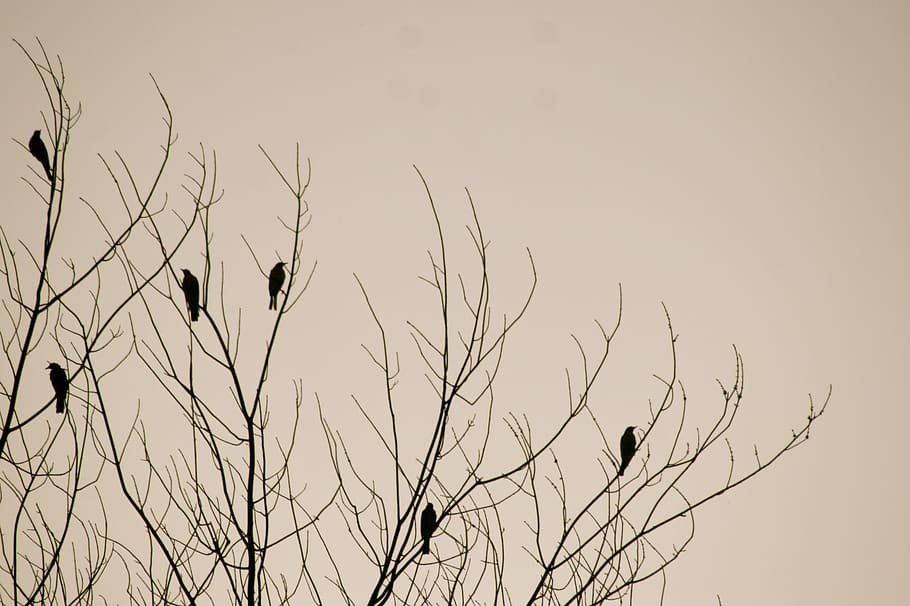 birds, tree, nature, background, winter, silhouette, sky, vertebrate HD wallpaper