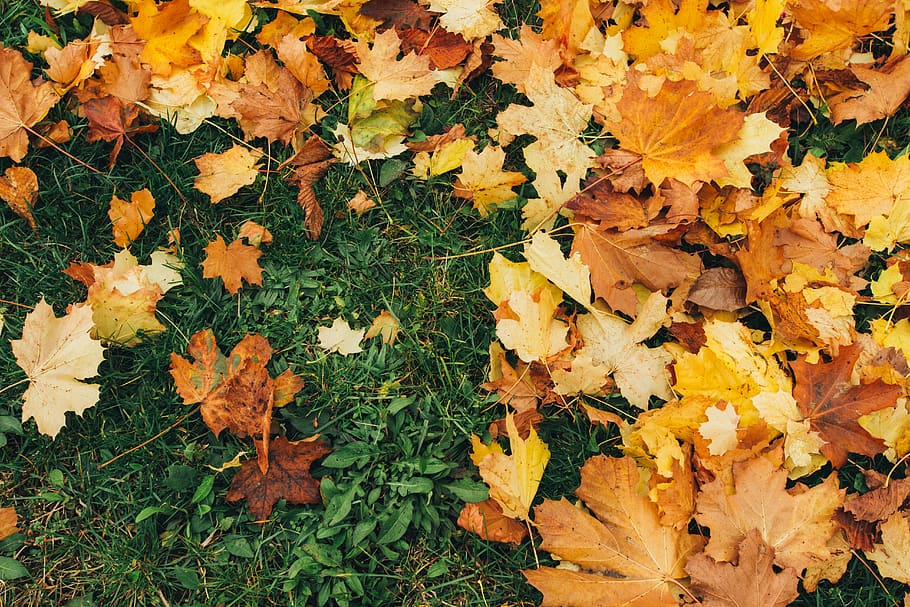 autumn, plant part, leaf, change, nature, beauty in nature HD wallpaper