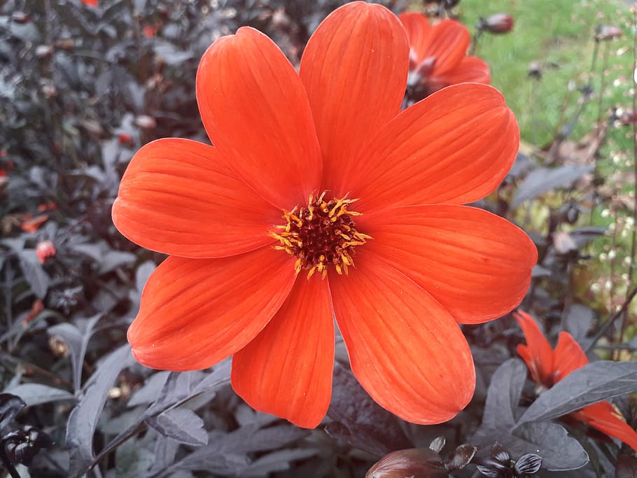 flower, nature, plant, bloom, spring, garden, petals, outdoor HD wallpaper