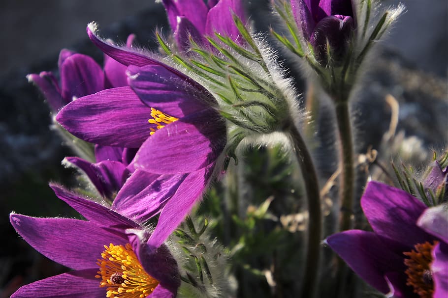 violet, sasanka, plant, spring, garden, hdr, the backlight HD wallpaper