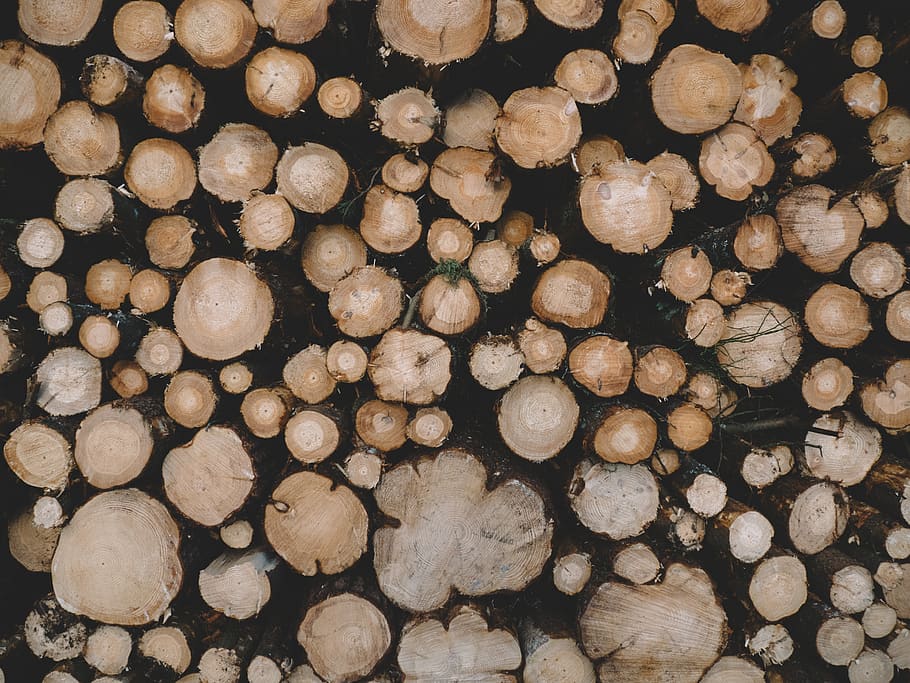 brown wood logs, timber, firewood, large group of objects, wood - material HD wallpaper