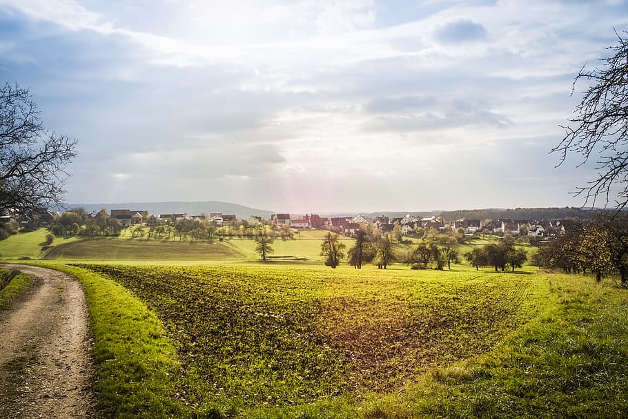 trees growing on grass field at daytime\, plant, sky, cloud - sky HD wallpaper