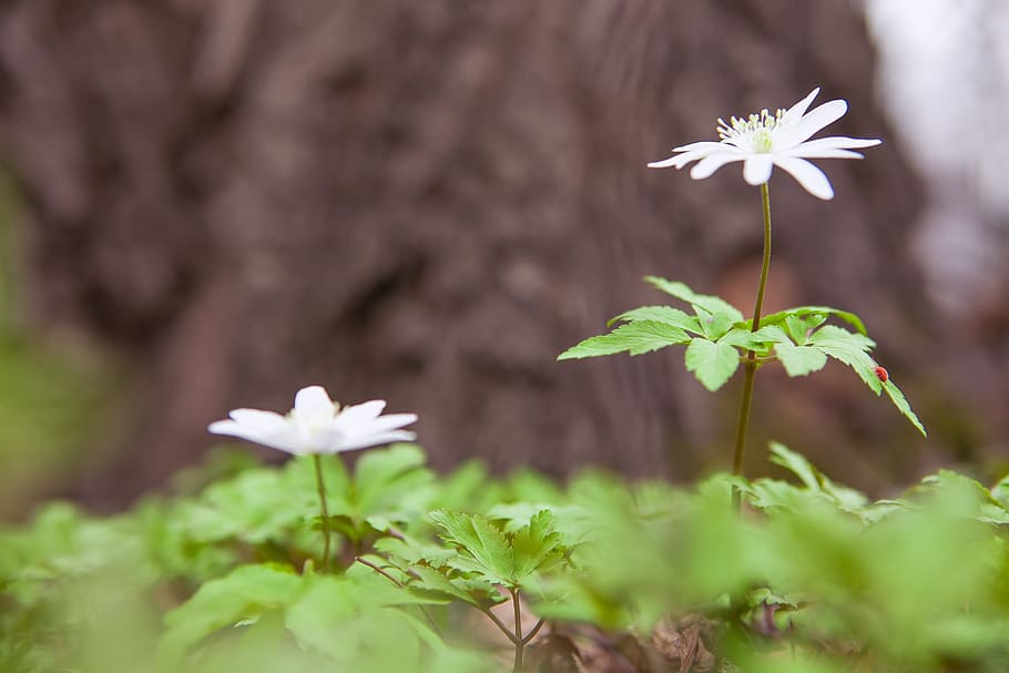 beautiful, blossom, bright, bunch, closeup, detail, flora, floral HD wallpaper