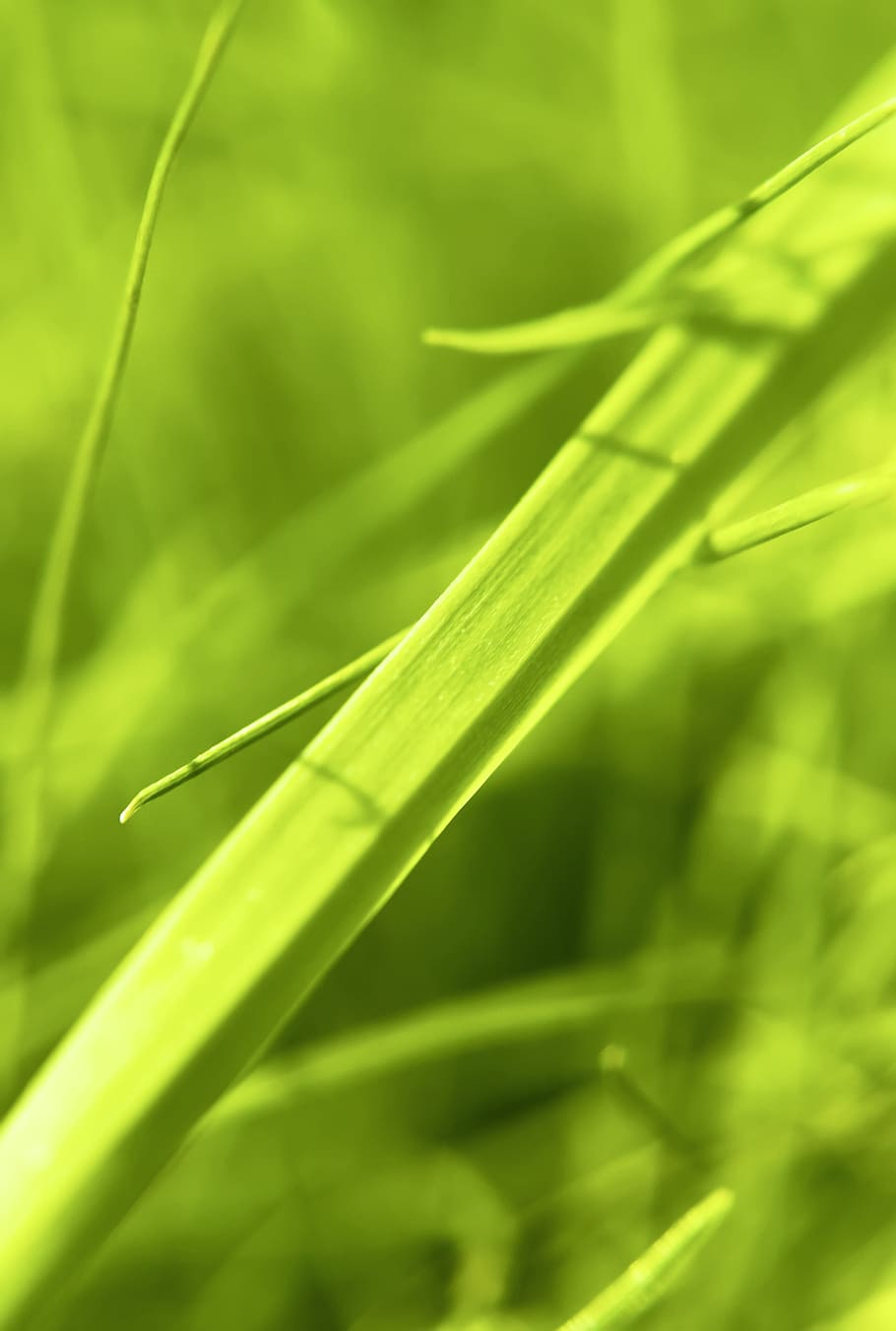 con2011, background, field, fresh, garden, grass, green, growth HD wallpaper