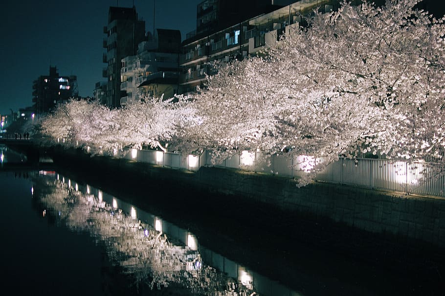 cherry blossoms, 桜, 夜桜, night, plant, water, reflection HD wallpaper