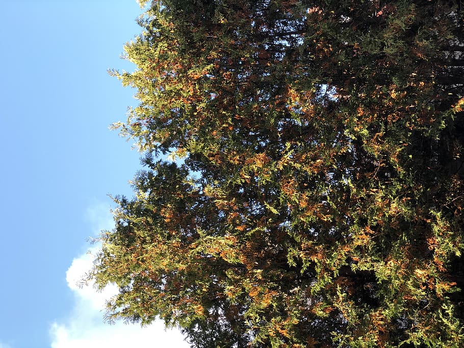 canada, toronto, forest hill, plant, tree, sky, growth, low angle view HD wallpaper