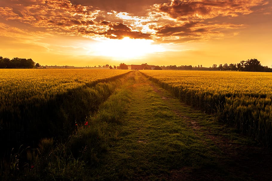 Grass Field Pathway, clouds, cropland, dawn, evening, farm, farmland HD wallpaper