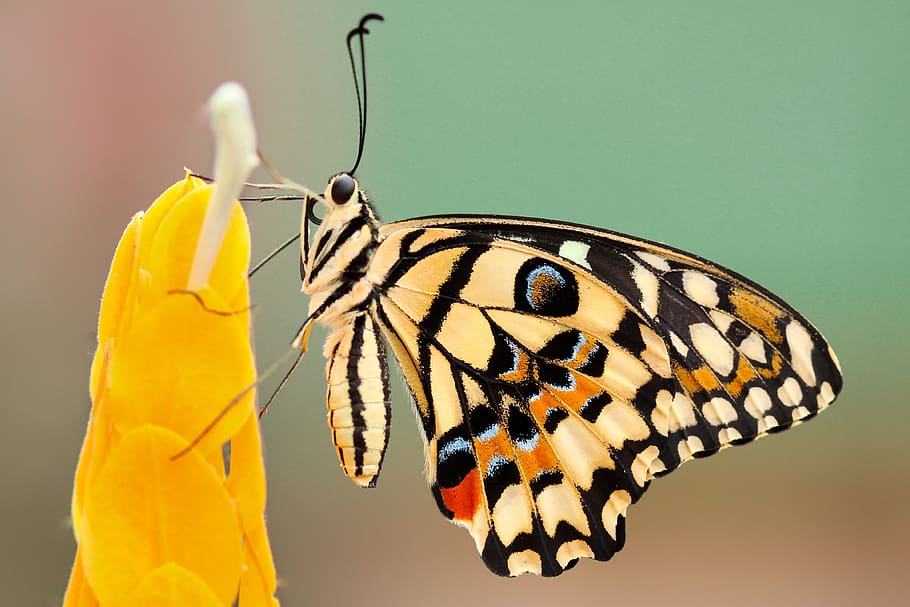 butterfly, moth, insect, macro, close up, nectar, pollen, flower HD wallpaper