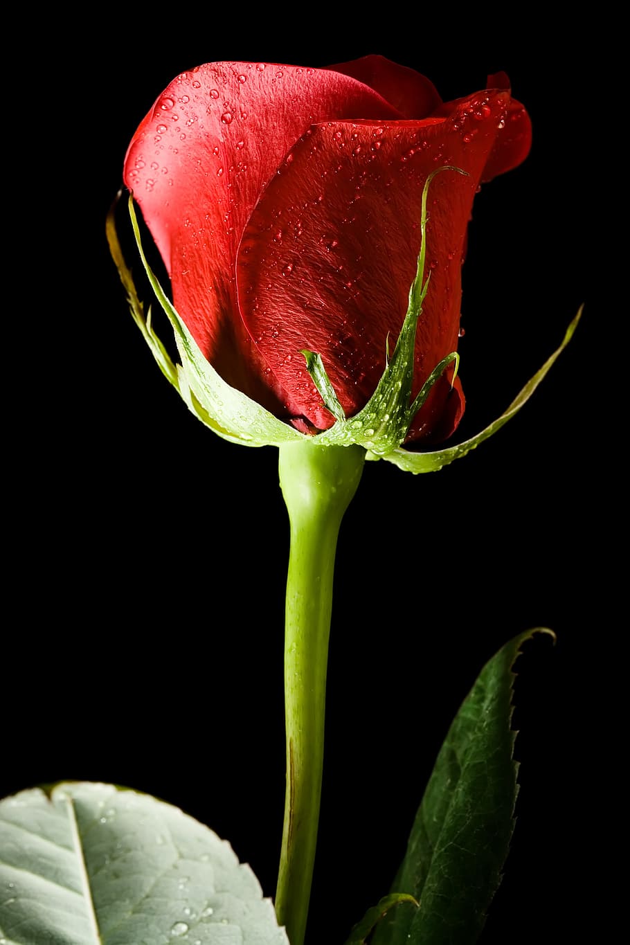 black, rose, red, background, closeup, isolated, nobody, petal HD wallpaper
