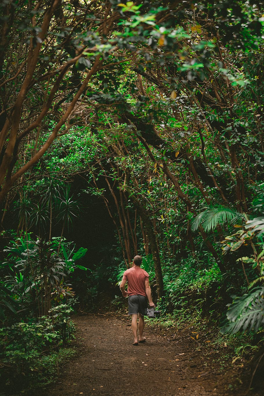 person walking on pathway between green leafed trees, human, people HD wallpaper
