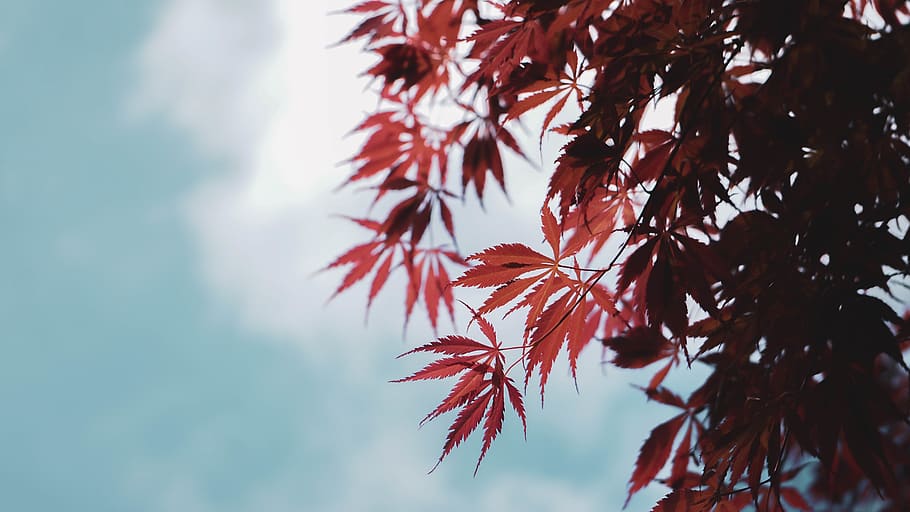 leaf, plant, tree, maple, maple leaf, leaves, blue sky, fall HD wallpaper