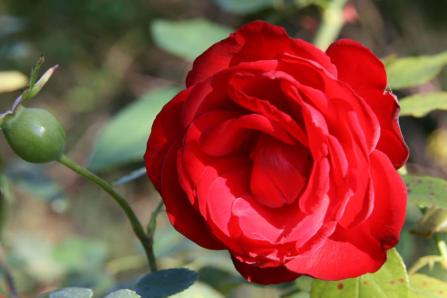 rose, blossom, bloom, red, rose bloom, petals, beauty in nature HD wallpaper