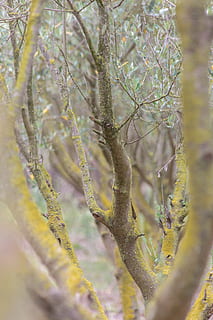 tree, plant, tree trunk, lustrées, lambent, colours, couleurs HD wallpaper