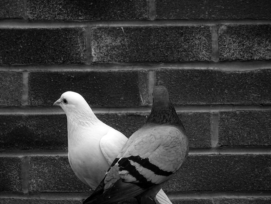 Grayscale Photo of Tow Pigeons, animals, black and-white, bricks HD wallpaper