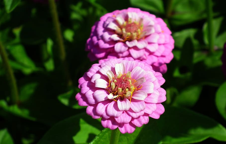 flower, zinnia, summer, macro, garden, nature, closeup, the petals HD wallpaper