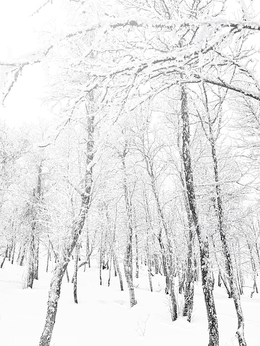 norway, geilo, snowy, winter, landscape, powder, forest, trees HD wallpaper